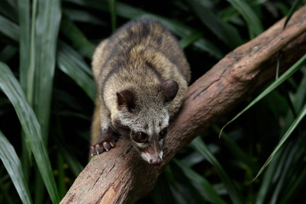 Civet-processed coffee 